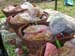 12RozePicknick